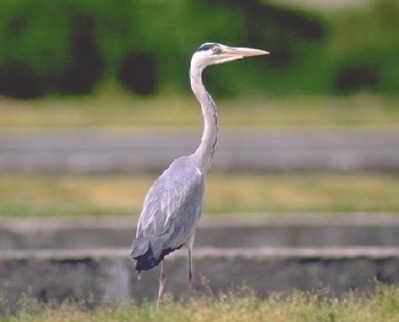  Image name: Airone cenerino6.jpg 
 width: 399 pixel 
 height: 322 pixel 
 Size: 63676 bytes 
 Click to enlarge 